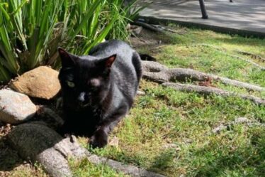 Gato com câncer abre caminho para nova terapia em saúde