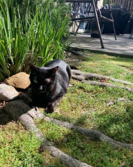 Gato com câncer abre caminho para nova terapia em saúde
