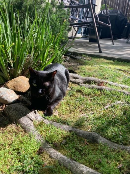 Gato com câncer abre caminho para nova terapia em saúde