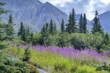 A dualidade da natureza por Ingrid Brock