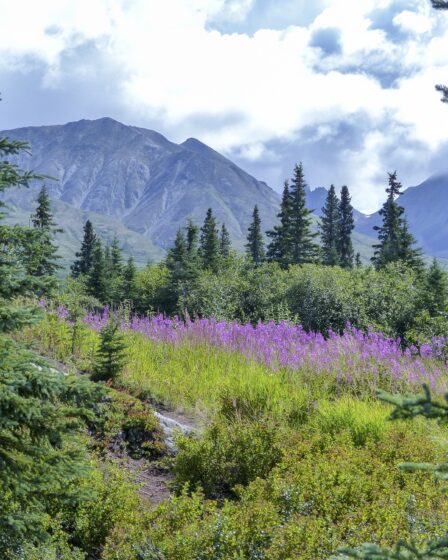A dualidade da natureza por Ingrid Brock