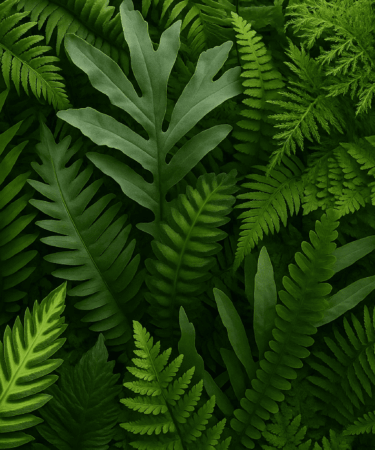 16 samambaias que paisagistas recomendam para ambientes vivos