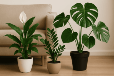 10 plantas ideais para o inverno