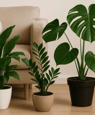 10 plantas ideais para o inverno