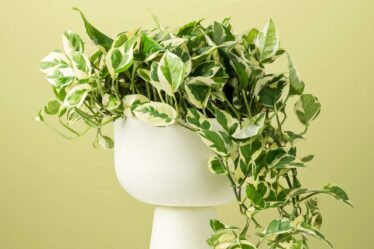 5 plantas para decorar a mesa de jantar