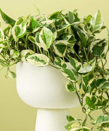 5 plantas para decorar a mesa de jantar