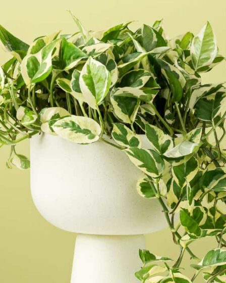 5 plantas para decorar a mesa de jantar