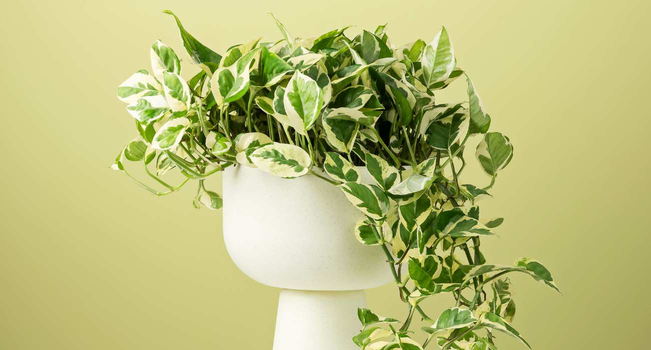 5 plantas para decorar a mesa de jantar